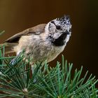 La curieuse (Lophophanes cristatus, mésange huppée)