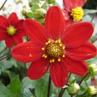 LA DAHLIA ROUGE