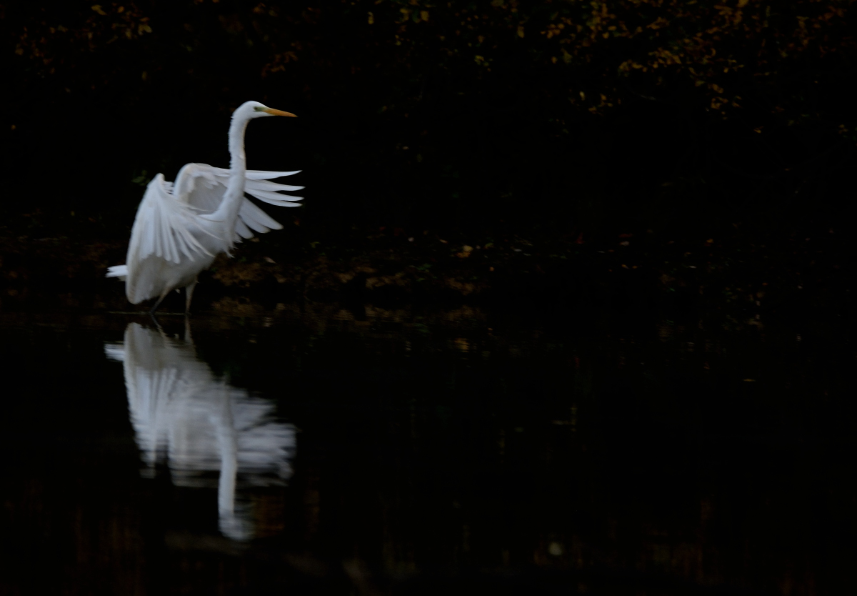 La Dame Blanche