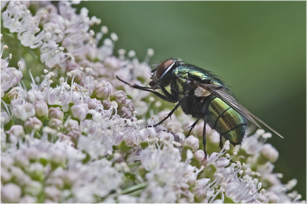 La dame en vert