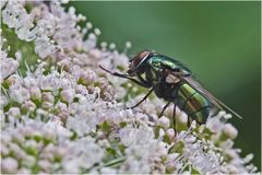 La dame en vert