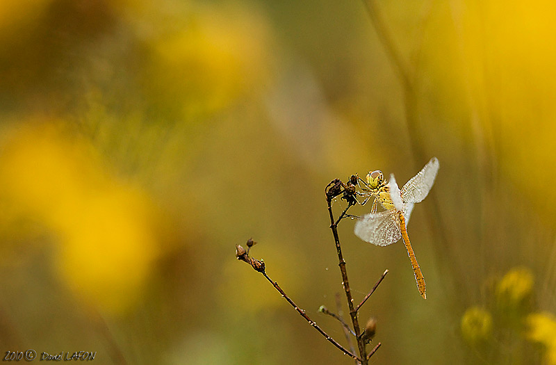 La dame jaune