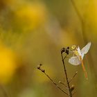 La dame jaune