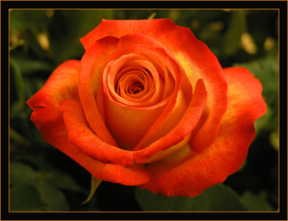 La Dame Rose Foto & Bild pflanzen, pilze & flechten, blüten & kleinpflanzen, rosen Bilder auf