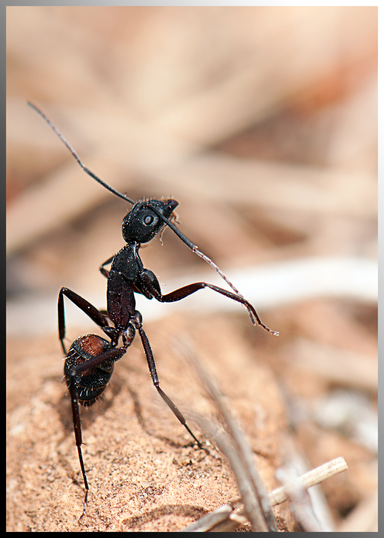 La danse de la fourmi