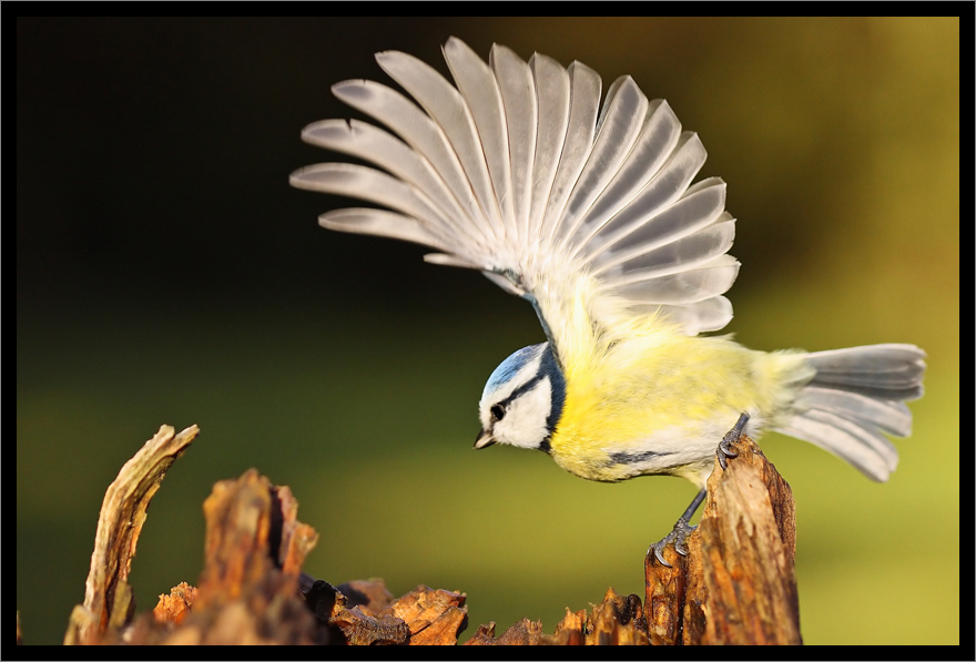 La danse de la mésange bleue...