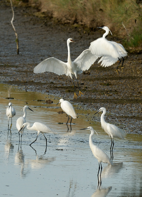 La danse de l'Aigrette Garzette