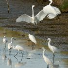 La danse de l'Aigrette Garzette