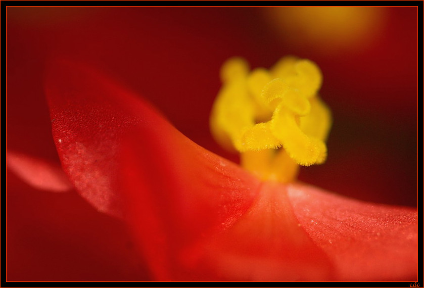 La danse de l'ange rouge