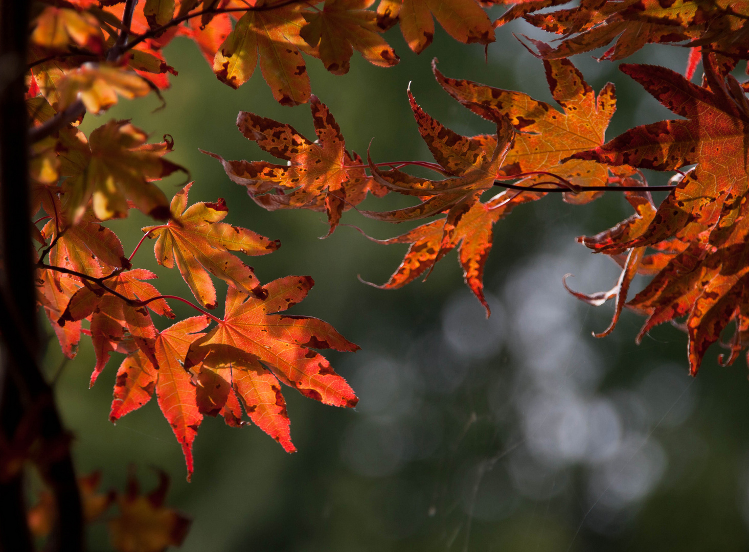 La danse de l'automne