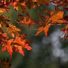 La danse de l'automne