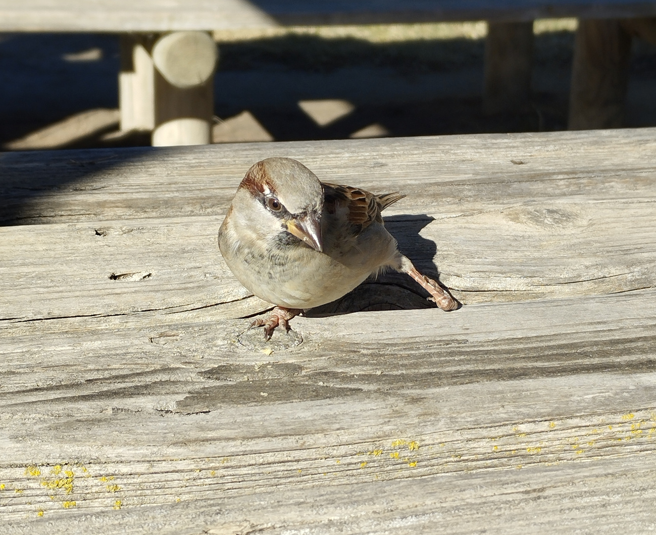 la danse de l'oiseau !