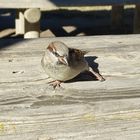 la danse de l'oiseau !