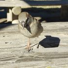 la danse de l'oiseau !