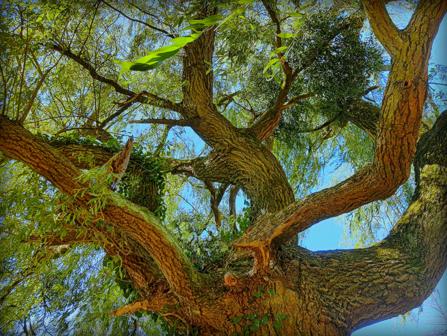  La danse des branches  