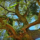  La danse des branches  