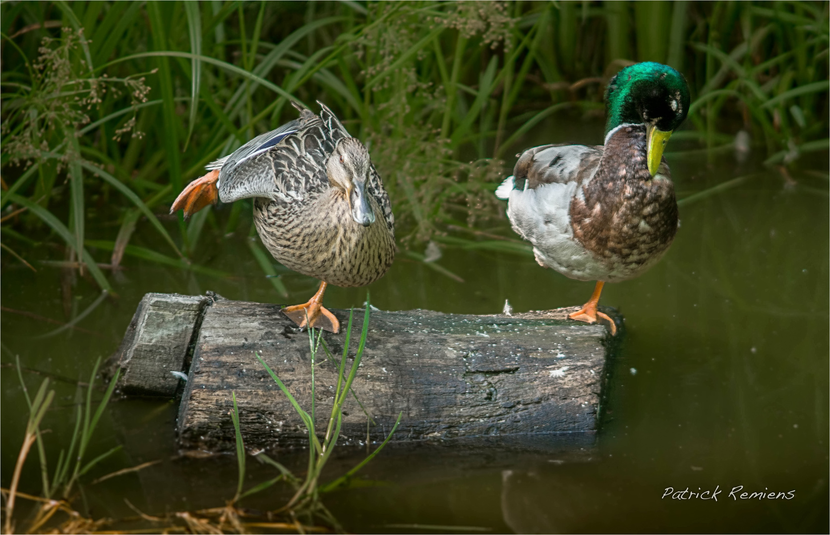 la danse des canards