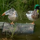 la danse des canards