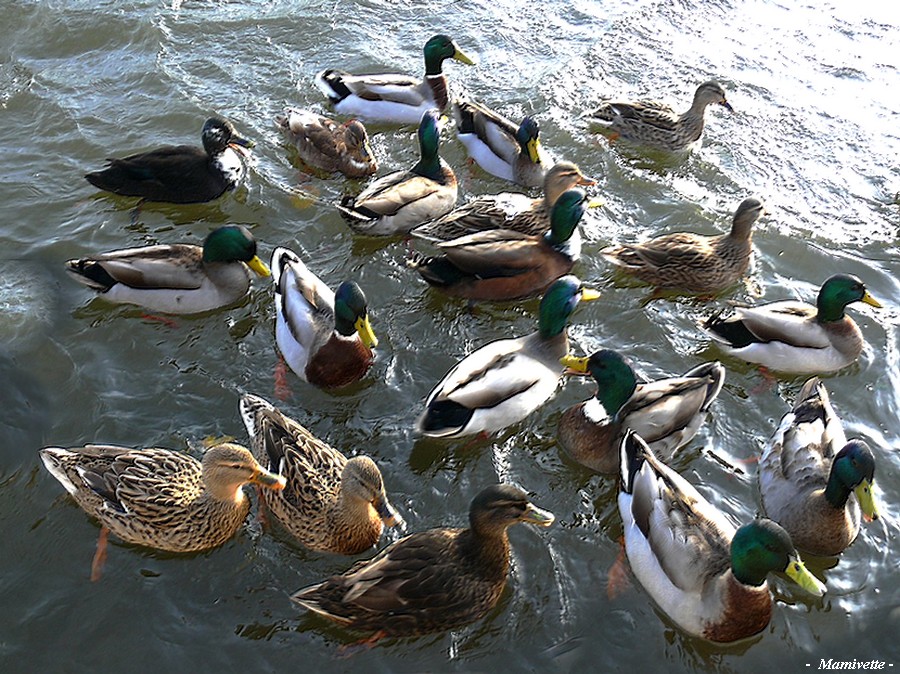 La danse des canards