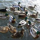 La danse des canards