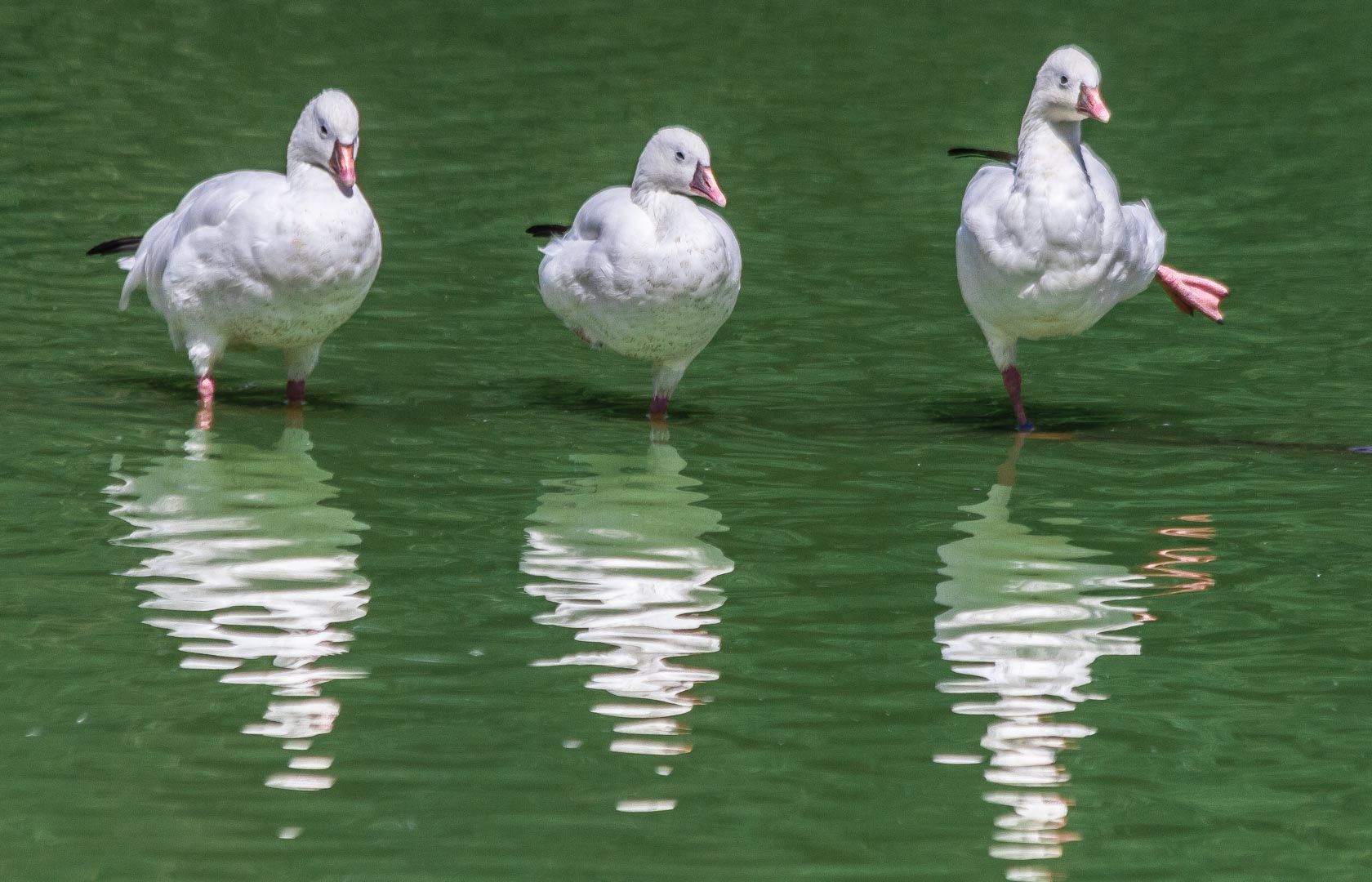 la danse des canards