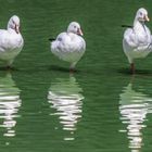 la danse des canards