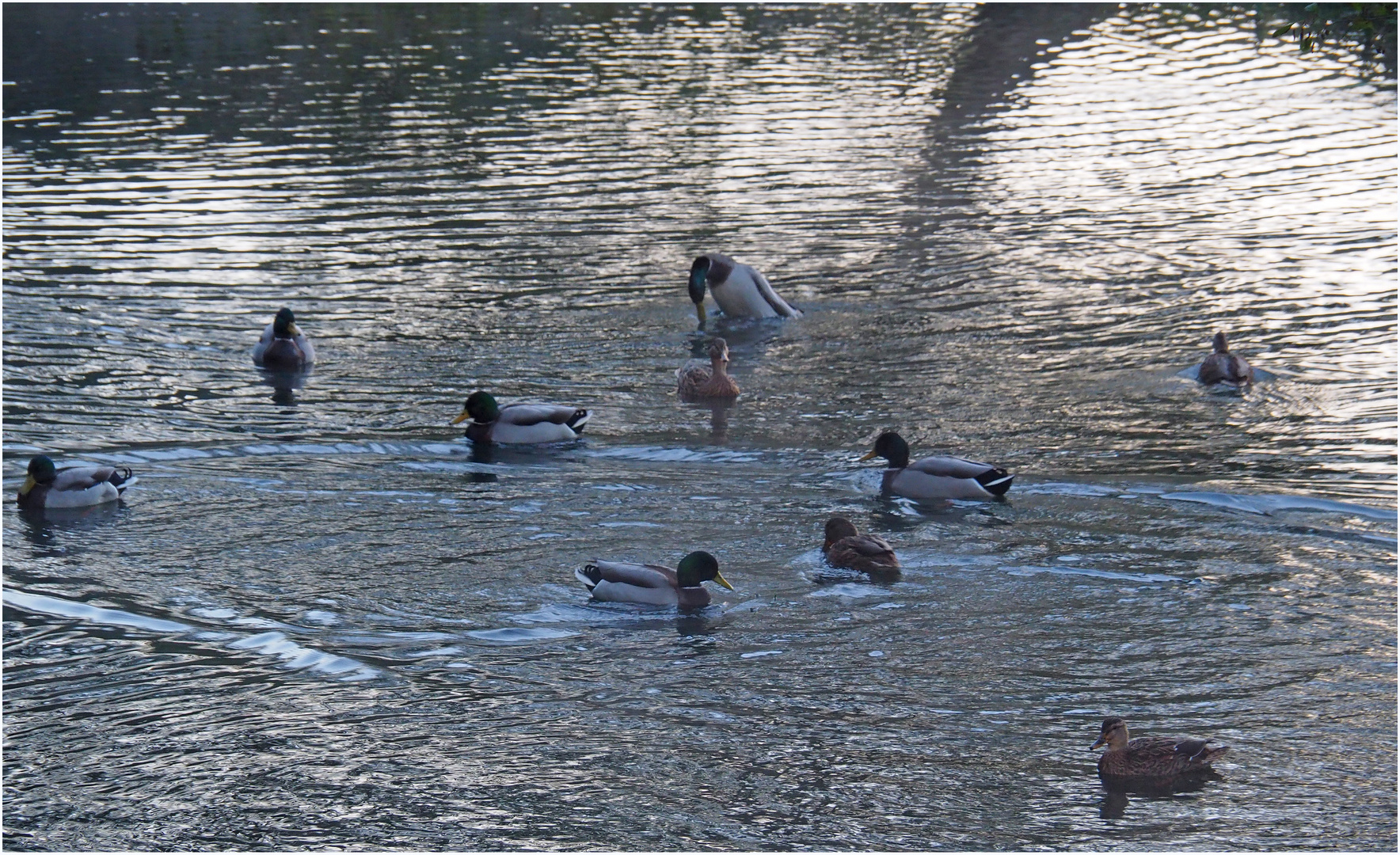 La danse des canards…bis