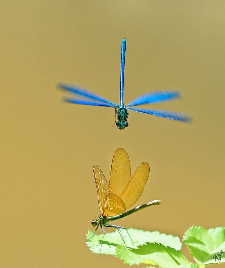 La danse des demoiselles....