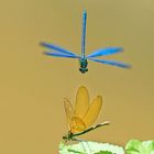 La danse des demoiselles....