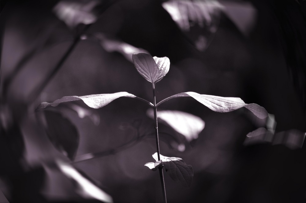 La danse des feuilles...