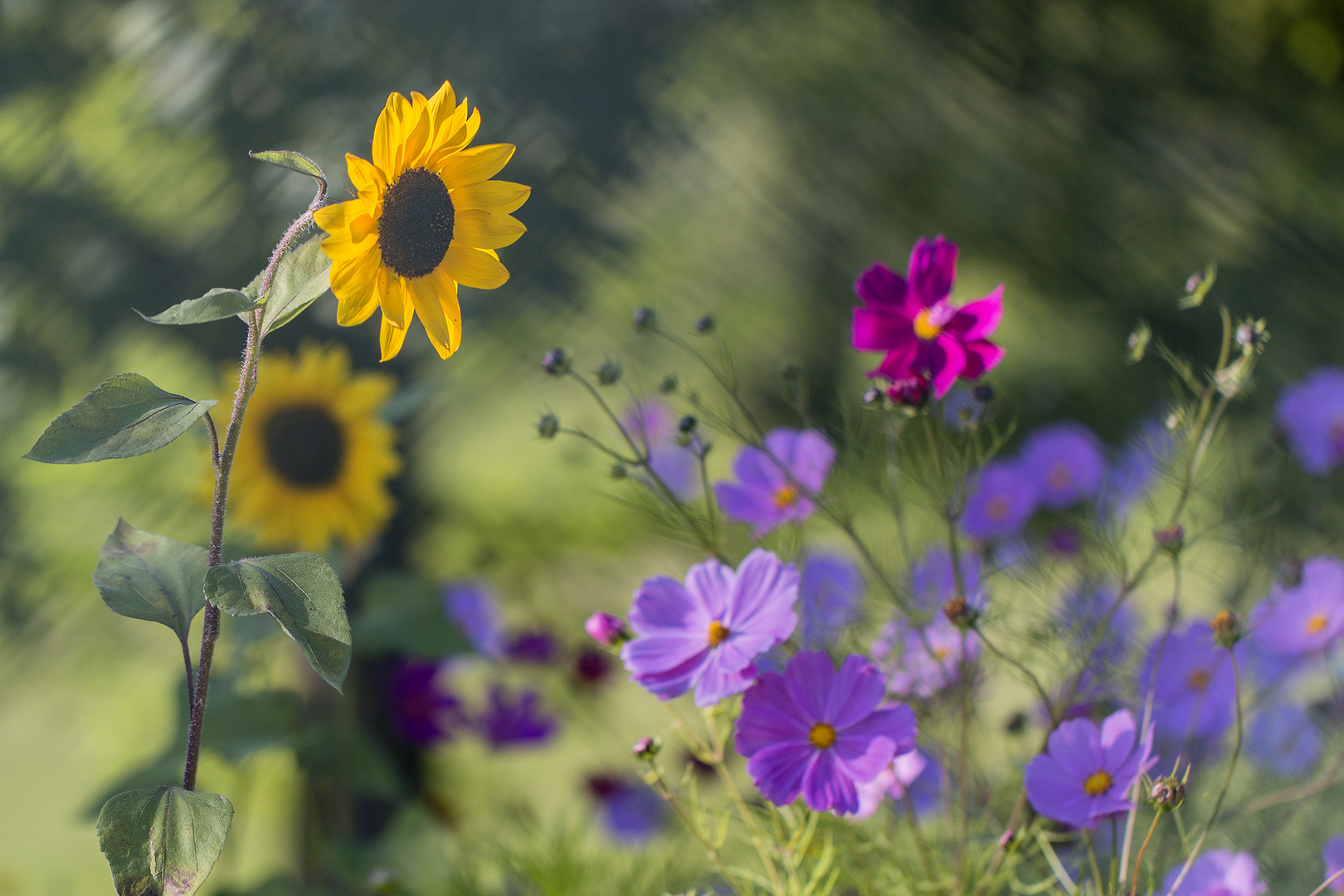 La danse des fleurs