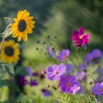 La danse des fleurs