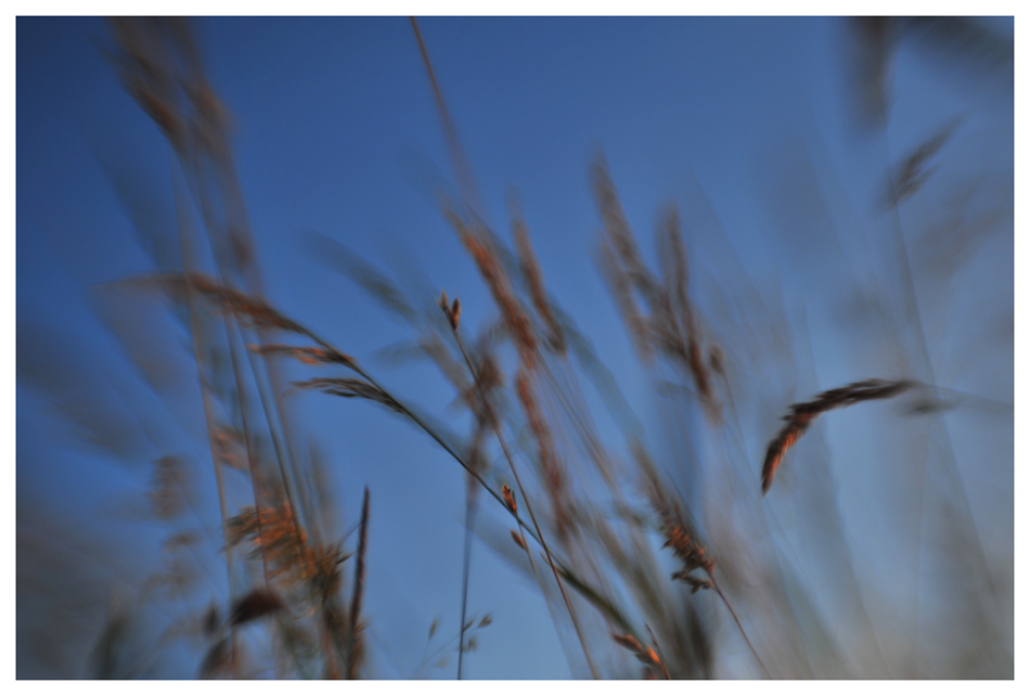 La Danse des Herbes I