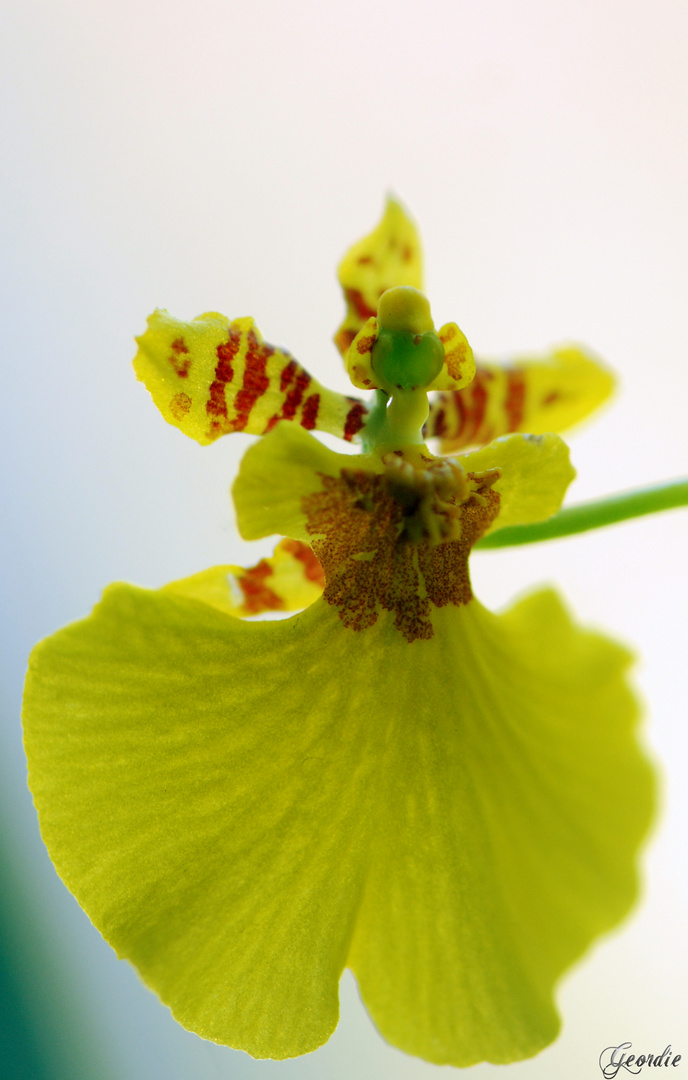 la danse des orchidées