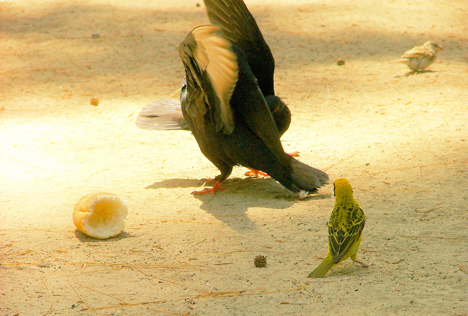 La danse des pigeons