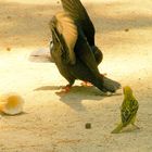 La danse des pigeons