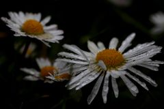 la danse des pâquerettes