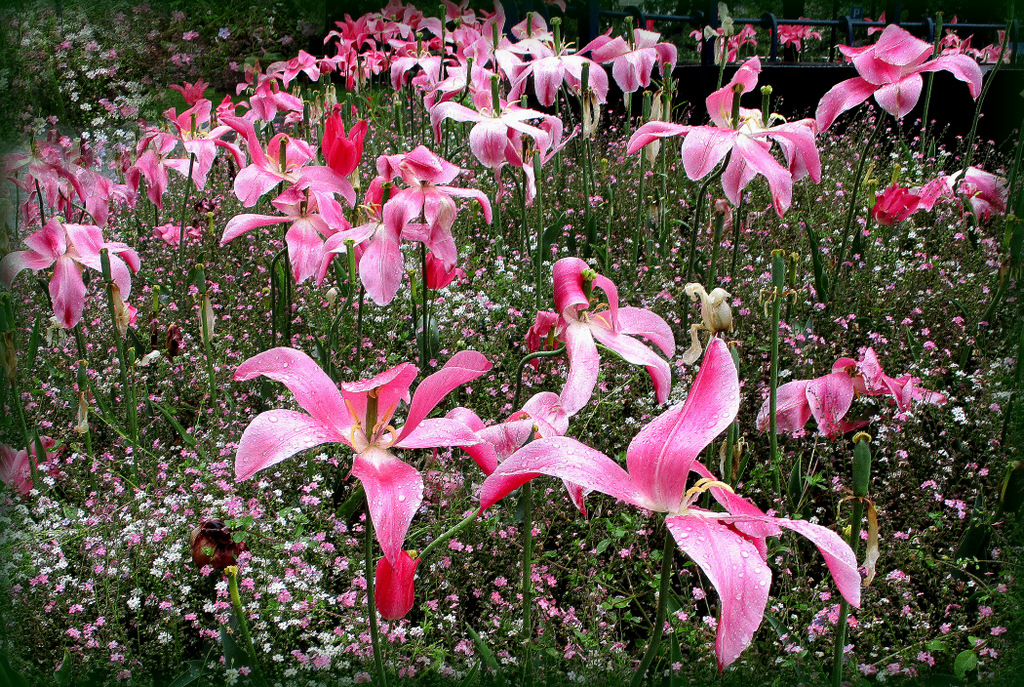 La danse des tulipes