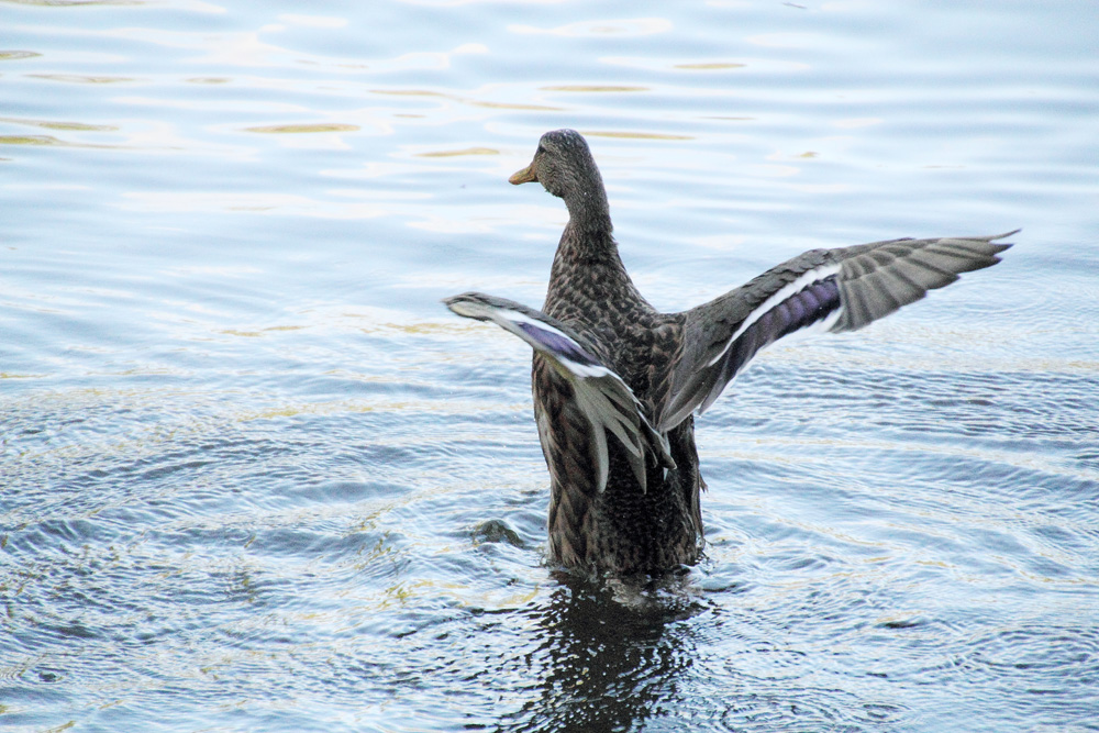 la danse du canard !