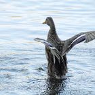 la danse du canard !