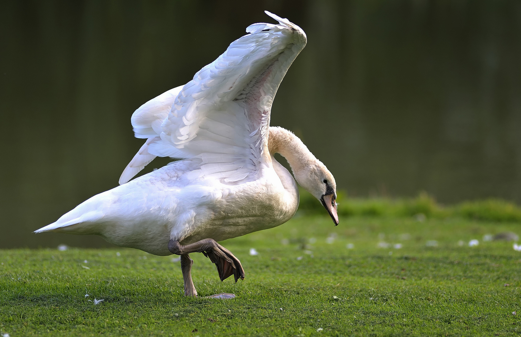 La danse du cygne ...