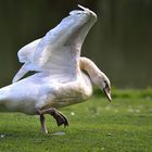 La danse du cygne ...