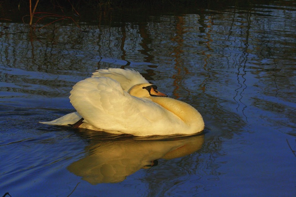 la danse du cygne