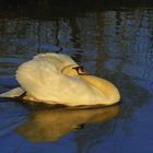 la danse du cygne