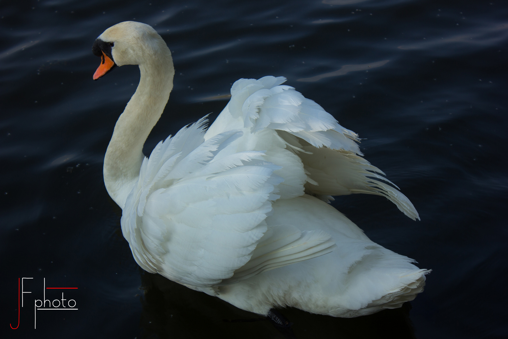 La danse du cygne