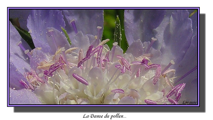 La danse du pollen