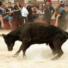 la danse du taureau ....chaud devant !!!!