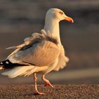 LA DANSE DU VENT