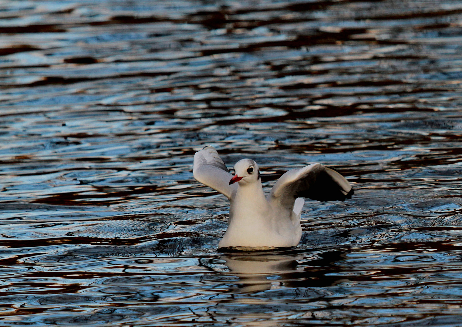 la Danseuse sur l'eau