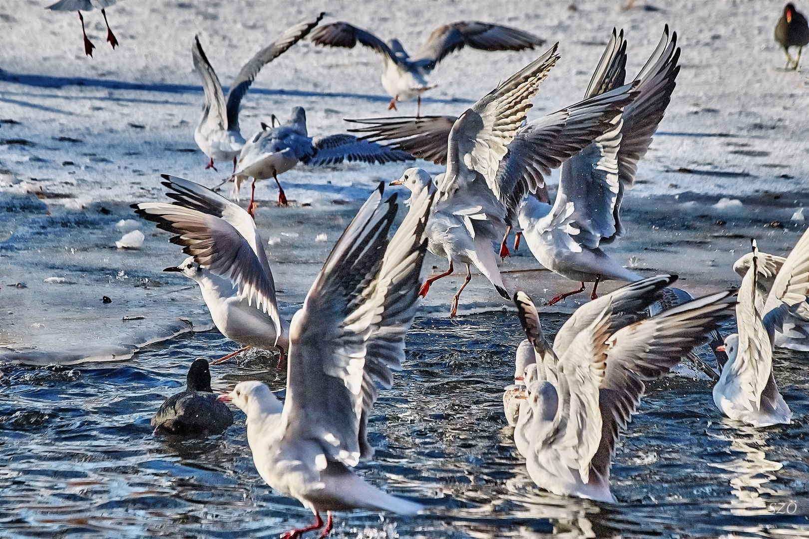 La Danza de las Gaviotas